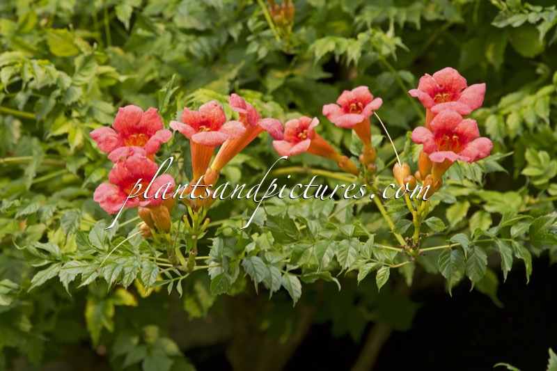 Campsis radicans
