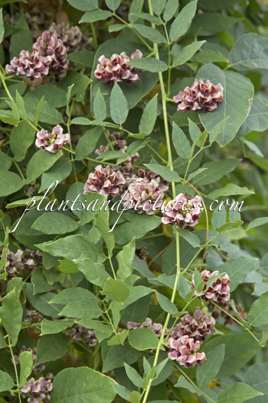 Apios americana