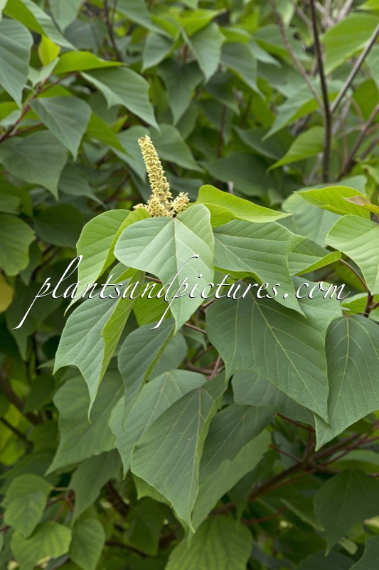 Mallotus japonicus