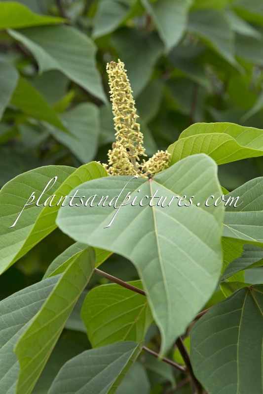Mallotus japonicus
