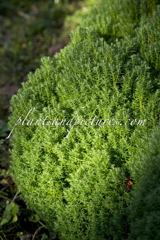 Thuja occidentalis ‘Teddy’
