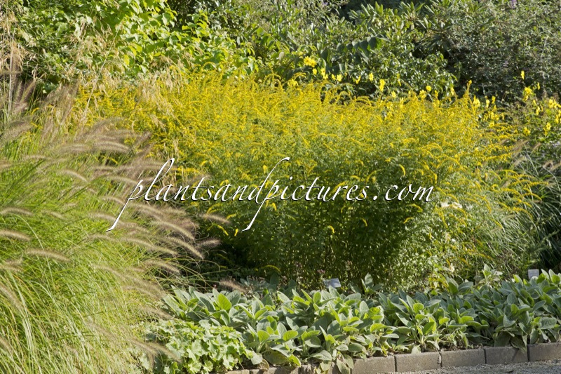 Solidago rugosa ‘Fireworks’