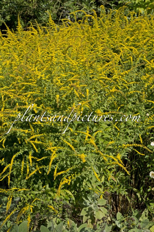 Solidago rugosa ‘Fireworks’