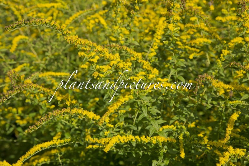 Solidago rugosa ‘Fireworks’