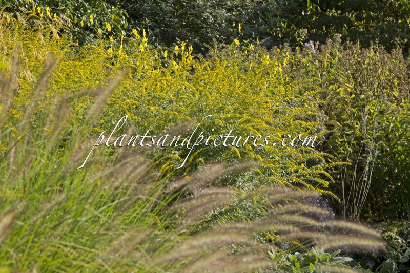 Solidago rugosa ‘Fireworks’