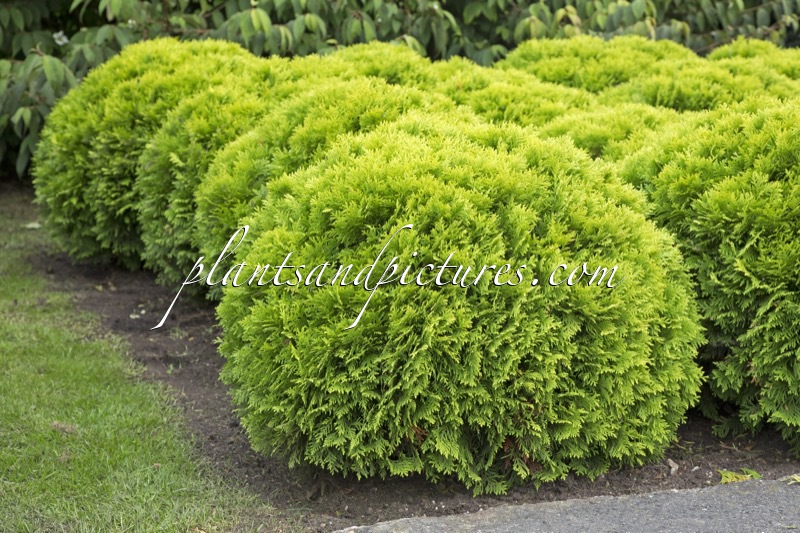 Thuja occidentalis ‘Mirjam’