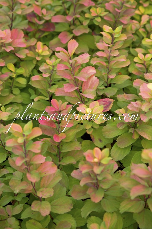 Spiraea betulifolia ‘Tor Gold’