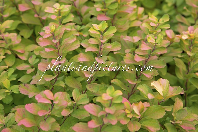 Spiraea betulifolia ‘Tor Gold’