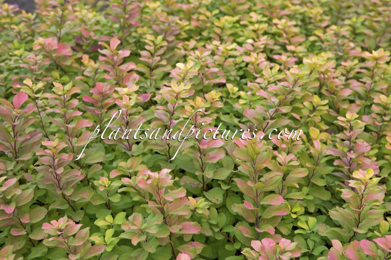Spiraea betulifolia ‘Tor Gold’