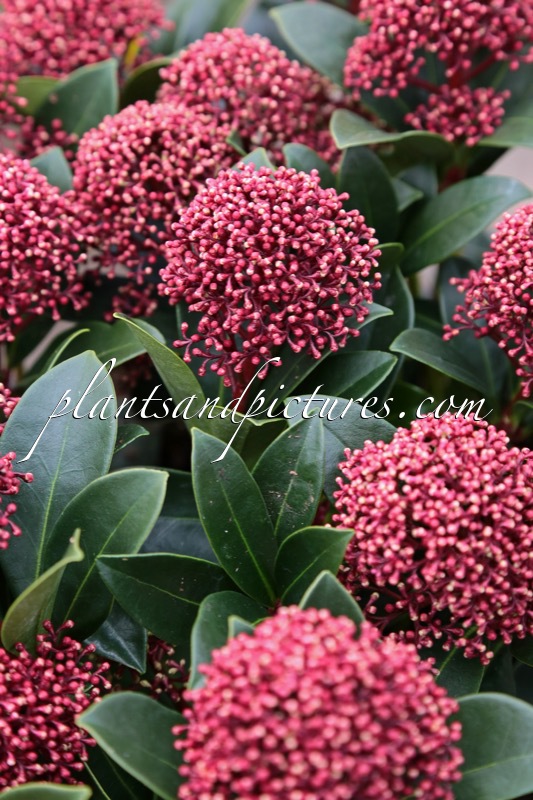 Skimmia japonica