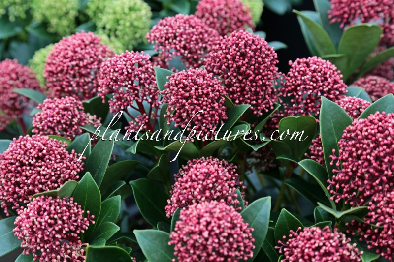 Skimmia japonica