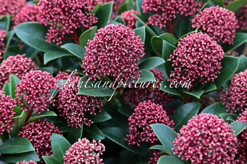 Skimmia japonica