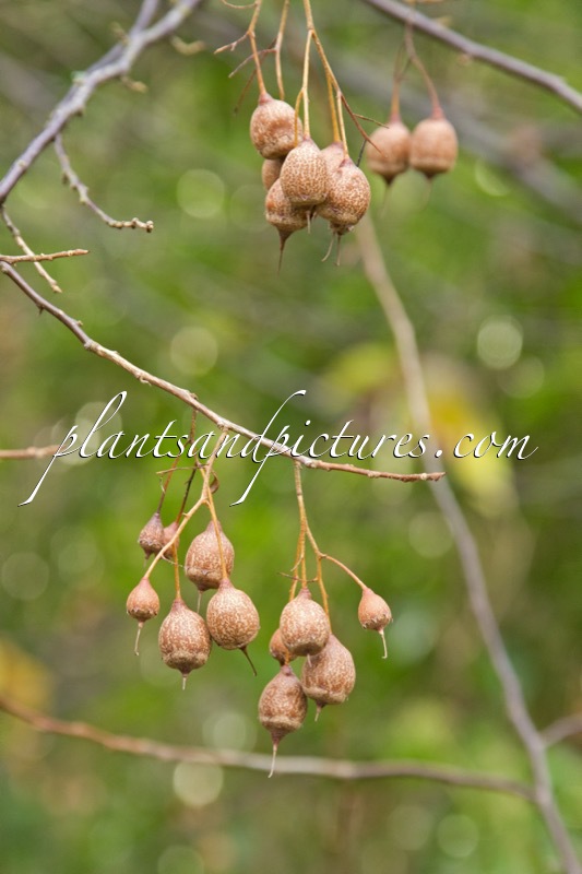 Sinojackia xylocarpa