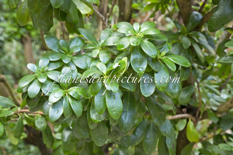 Rhododendron ponticum ‘Imbricatum’