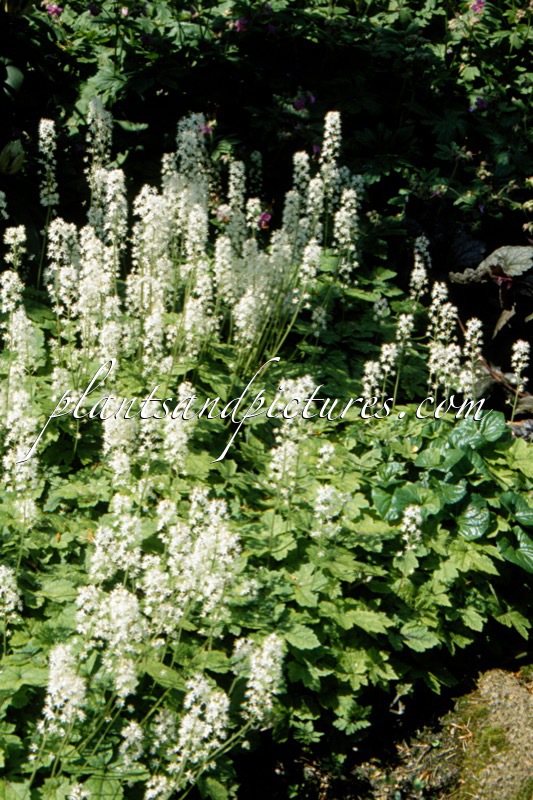 Tiarella cordifolia ‘Laird of Skye’