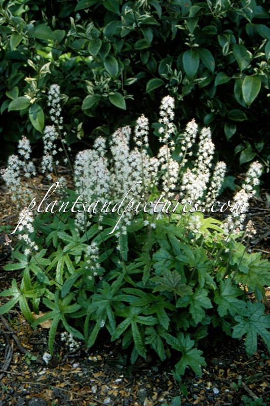 Tiarella cordifolia ‘Erika Leigh’