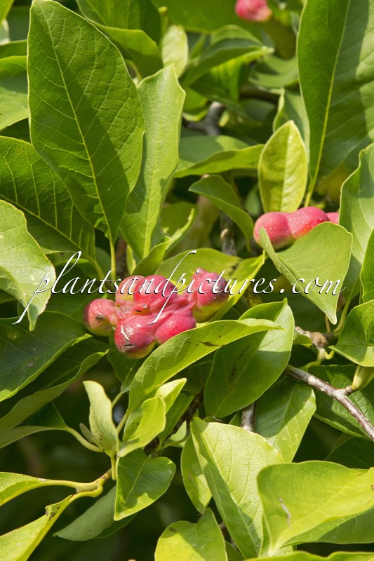 Magnolia kobus