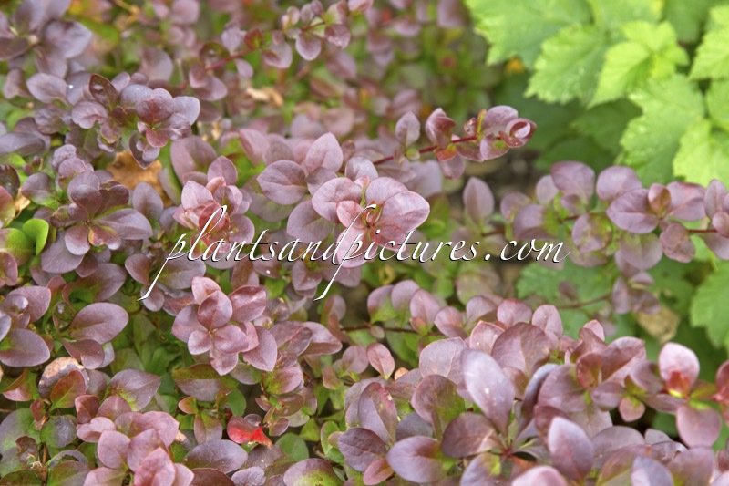 Berberis thunbergii ‘Somerset’