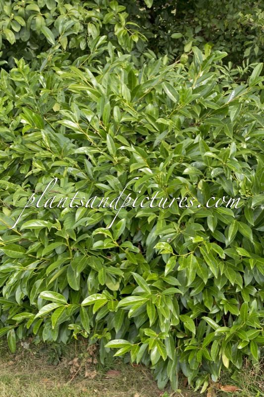 Prunus laurocerasus ‘Darzalo’ (ILONA)