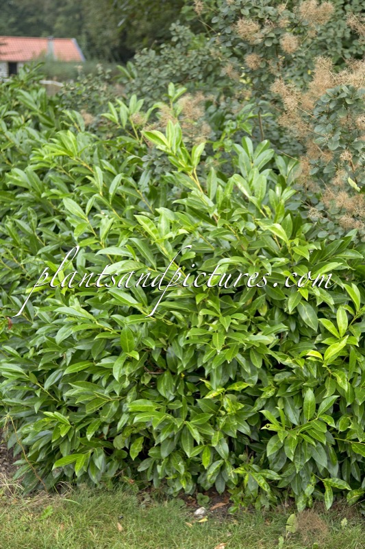 Prunus laurocerasus ‘Darzalo’ (ILONA)