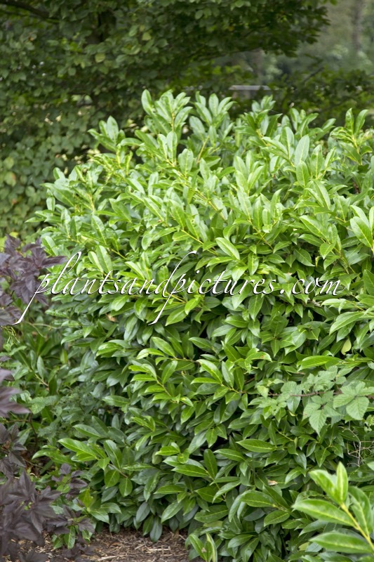 Prunus laurocerasus ‘Darzalo’ (ILONA)