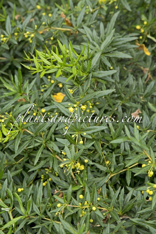 Berberis ‘Klugowski’