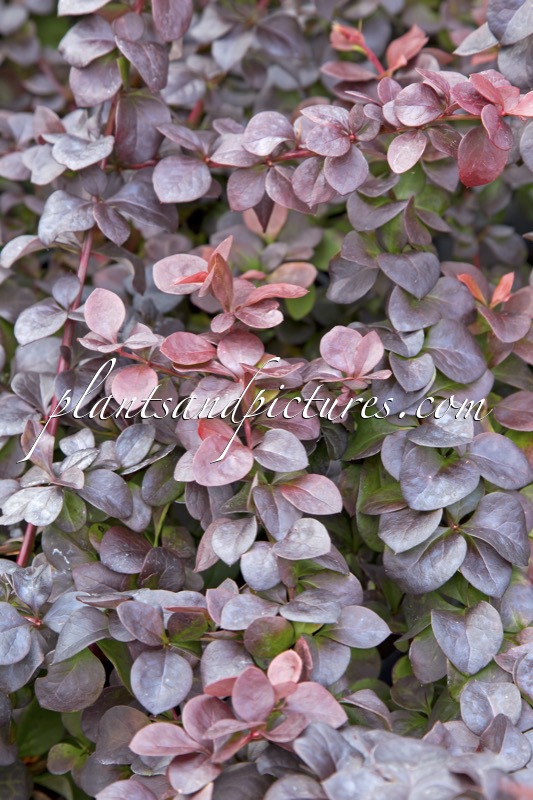 Berberis thunbergii ‘Somerset’