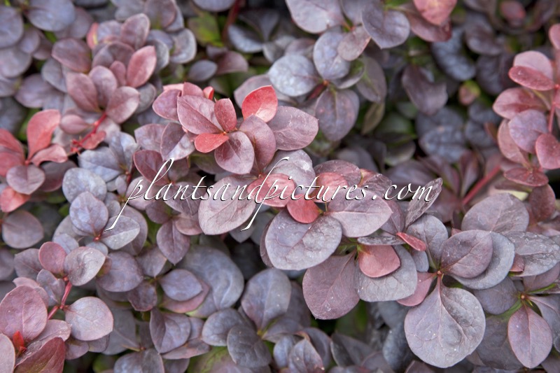 Berberis thunbergii ‘Somerset’