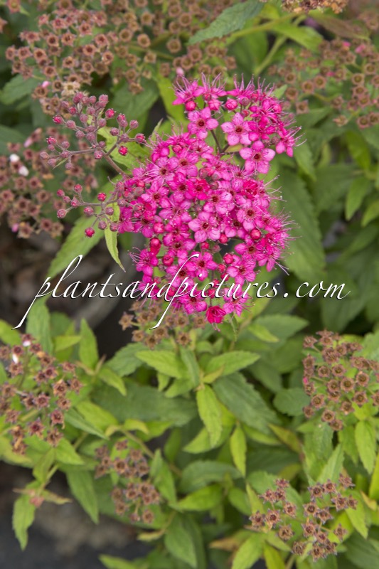 Spiraea japonica ‘Dart’s Red’