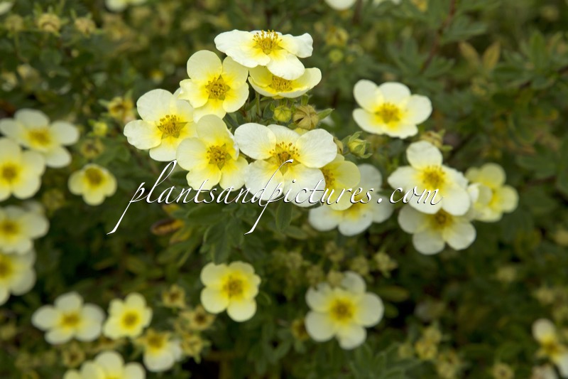 Potentilla fruticosa ‘Limelight’