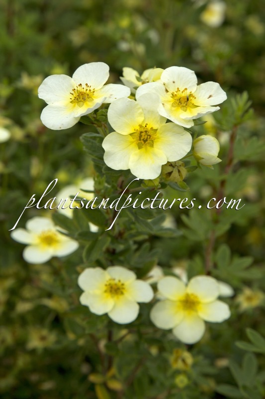 Potentilla fruticosa ‘Limelight’
