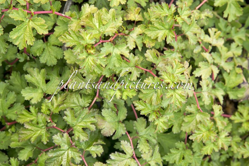 Stephanandra incisa ‘Interzon’ (DART’S HORIZON)