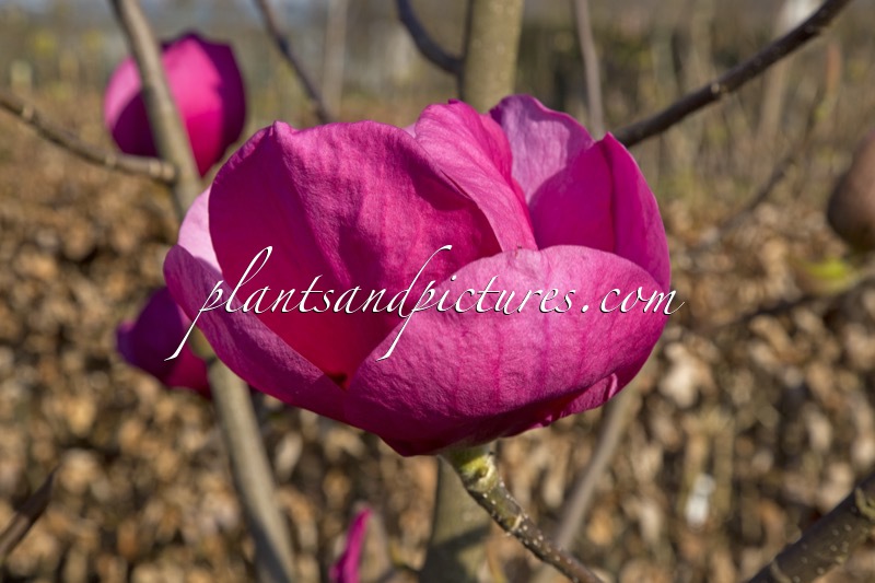 Magnolia ‘Jurmag2’ (FELIX JURY)