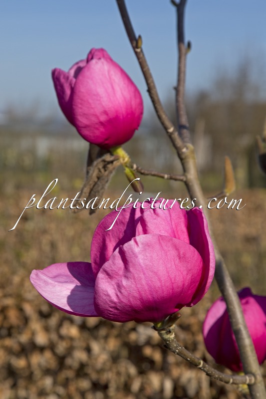 Magnolia ‘Jurmag2’ (FELIX JURY)