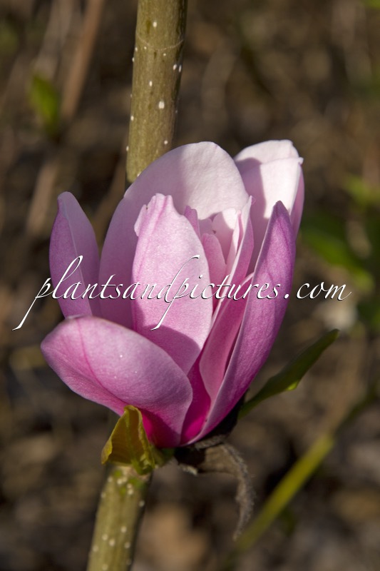 Magnolia sprengeri