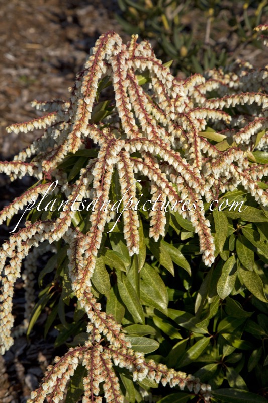 Pieris ‘Brouwer’s Beauty’