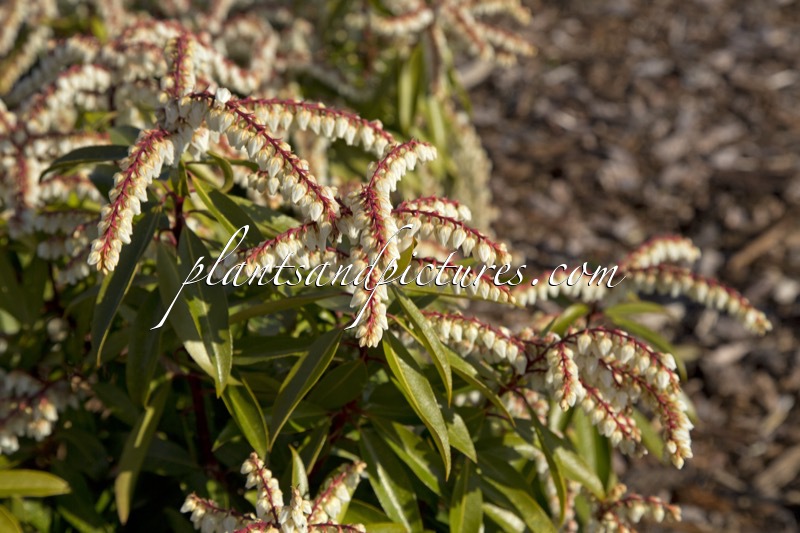 Pieris ‘Brouwer’s Beauty’