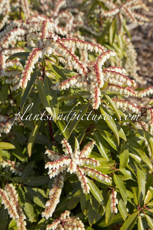 Pieris ‘Brouwer’s Beauty’