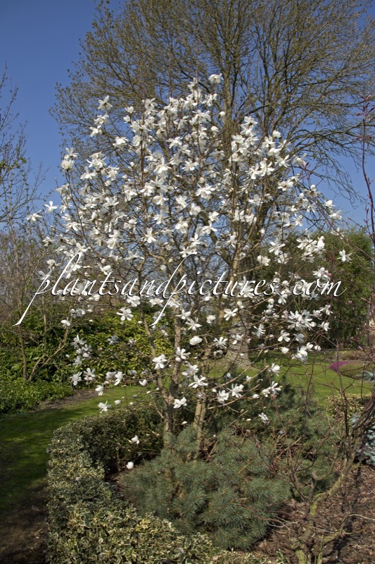 Magnolia loebneri ‘Merrill’