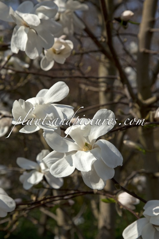 Magnolia loebneri ‘Merrill’