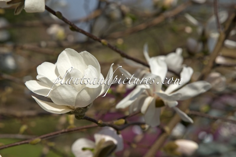 Magnolia loebneri ‘Merrill’