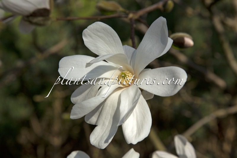 Magnolia loebneri ‘Merrill’