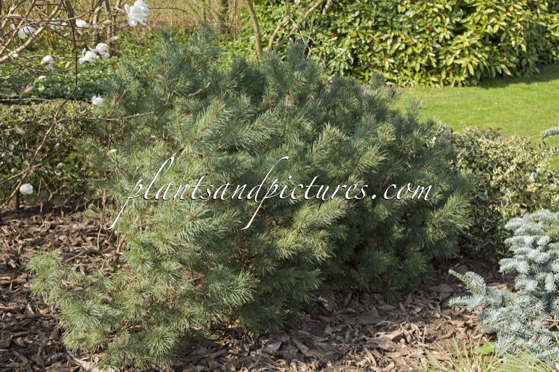 Pinus sylvestris ‘Watereri’