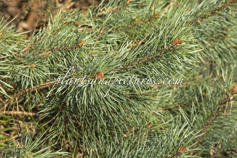 Pinus sylvestris ‘Watereri’