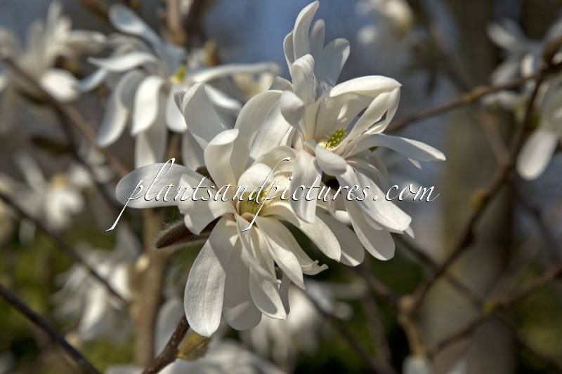 Magnolia stellata