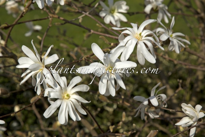 Magnolia stellata