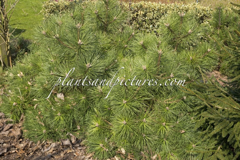 Pinus nigra ‘Nana’