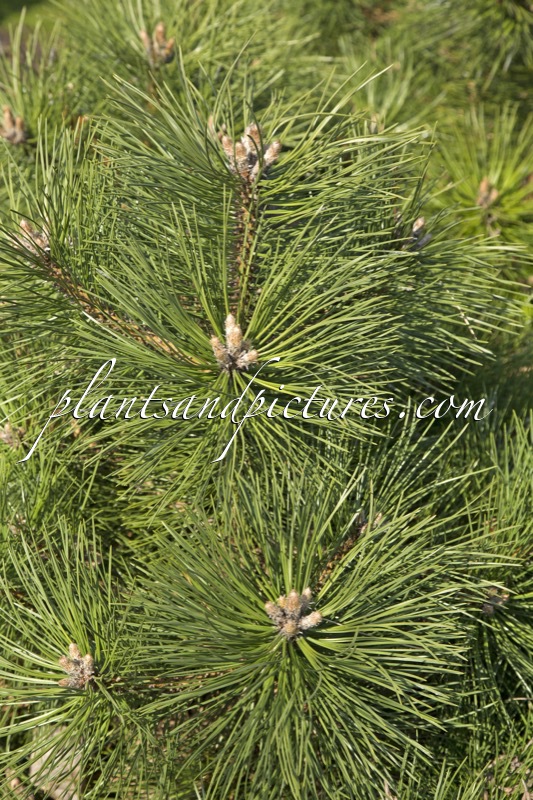 Pinus nigra ‘Nana’