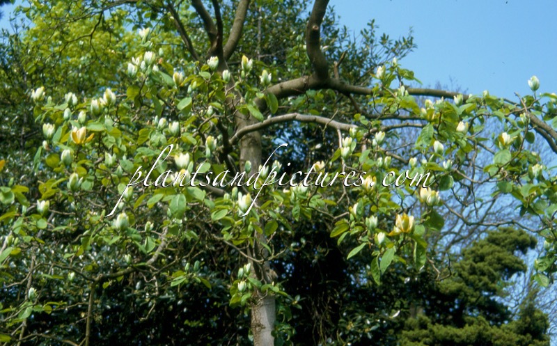 Magnolia acuminata subsp. subcordata