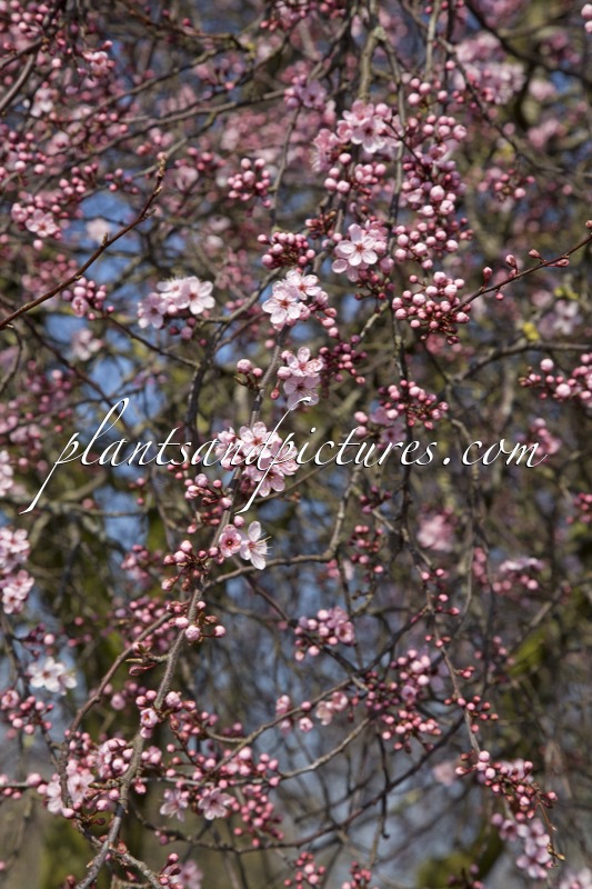 Prunus spinosa ‘Rosea’
